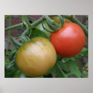 Affiche Tomates orange et rouge Imprimer