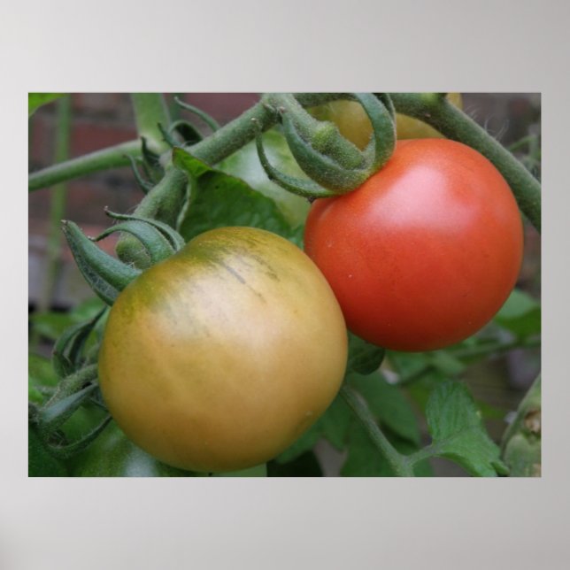 Affiche Tomates orange et rouge Imprimer (Devant)