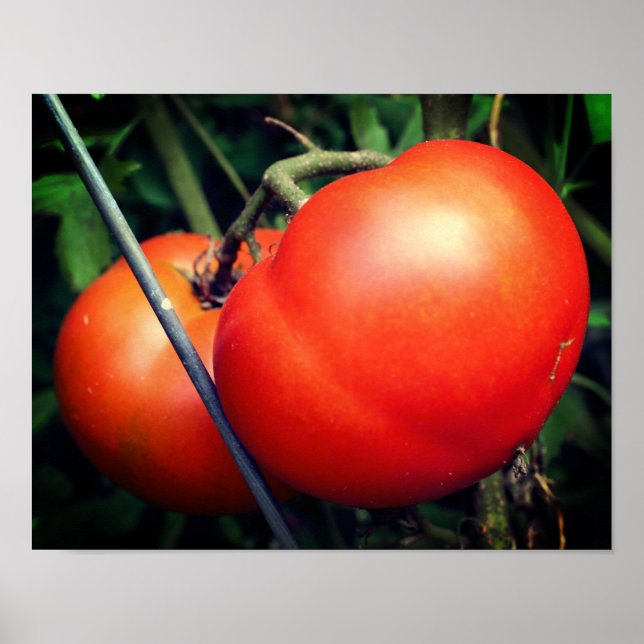 Affiche Tomates Rouge Ripe Garden Sur La Vigne (Devant)