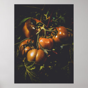 Affiche Tomates Rustiques Maussades Cuisine de Ferme Vinta