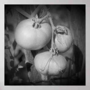 Affiche Tomates sur la vigne noir et blanc