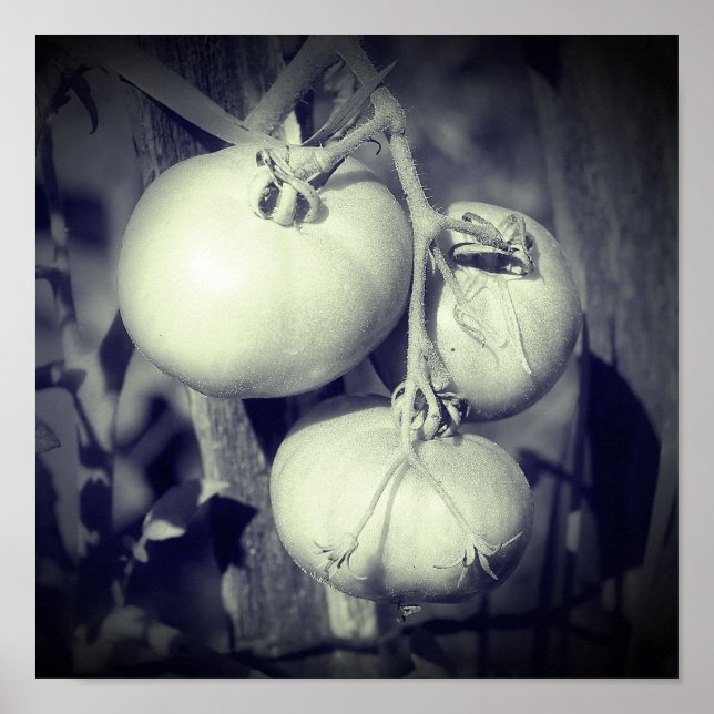 Affiche Tomates Sur La Vigne Noir Et Blanc (Devant)