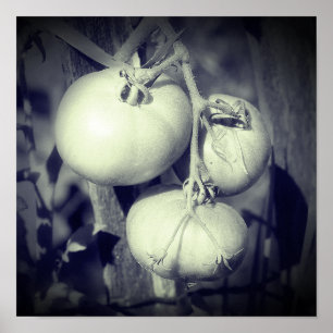 Affiche Tomates sur la vigne noir et blanc