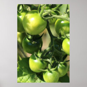 Affiche Tomates vertes