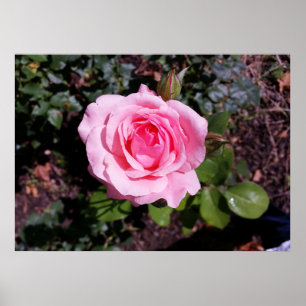 Affiche tons roses