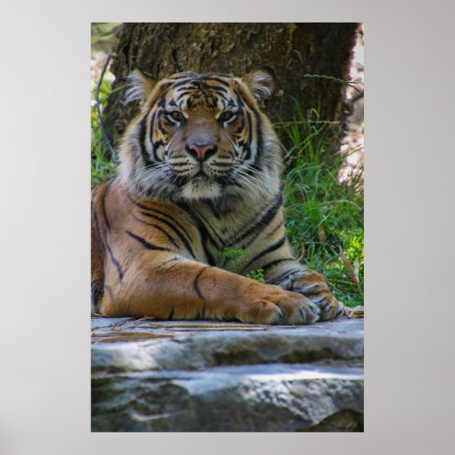 Affiche Tony (Devant)