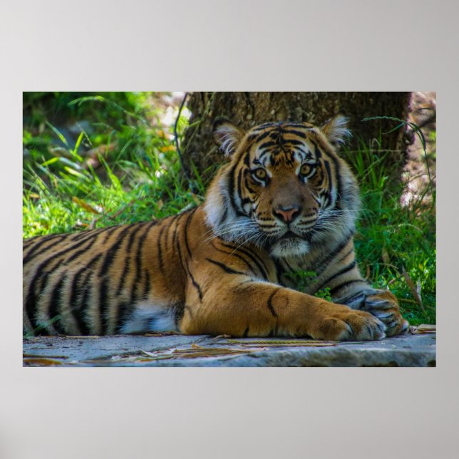 Affiche Tony (Devant)