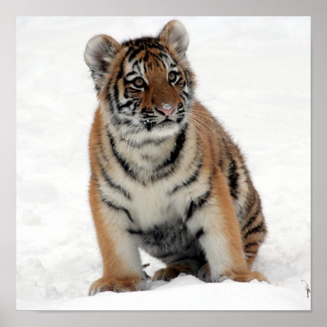 Affiche Tony Jr (Devant)