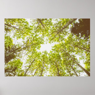Affiche Top des arbres verts