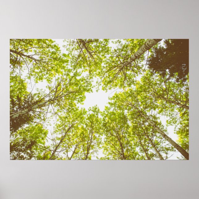 Affiche Top des arbres verts (Devant)