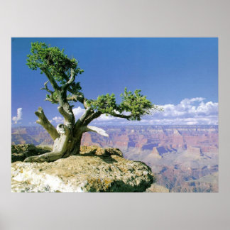 Affiche Top O' Le Canyon