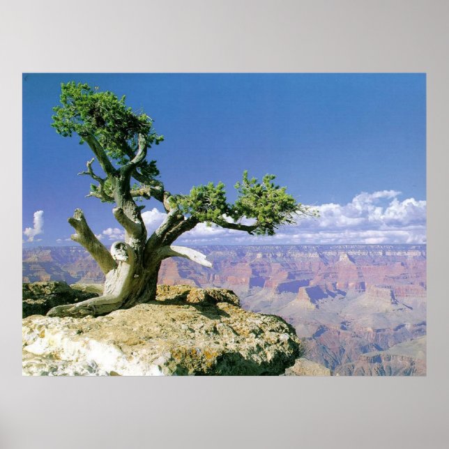 Affiche Top O' Le Canyon (Devant)