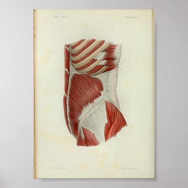 Affiche Torse de 1844 Vintage Anatomie (Devant)