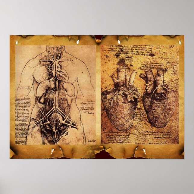 Affiche Torse de la femme / Coeur et ses vaisseaux sanguin (Devant)