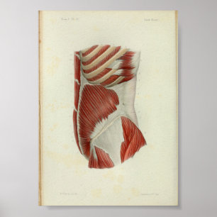 Affiche Torso des Muscles d'imprimerie d'anatomie Vintage 