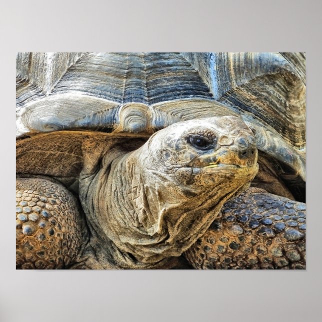 AFFICHE TORTOISE (Devant)