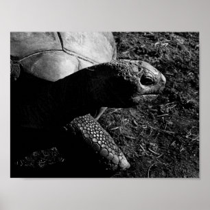 Affiche Tortoise Photograph in Black and White