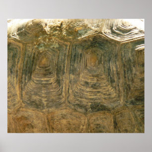 Affiche Tortoise Shell Nature Photo