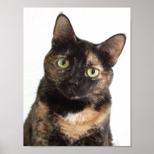 Affiche Tortoiseshell