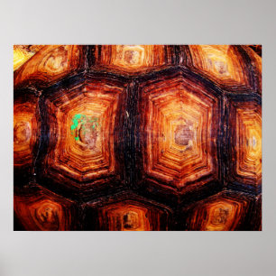 Affiche Tortoiseshell