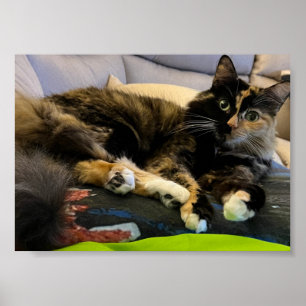 Affiche Tortoiseshell Cat Lying Down