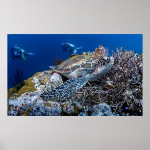 Affiche Tortue