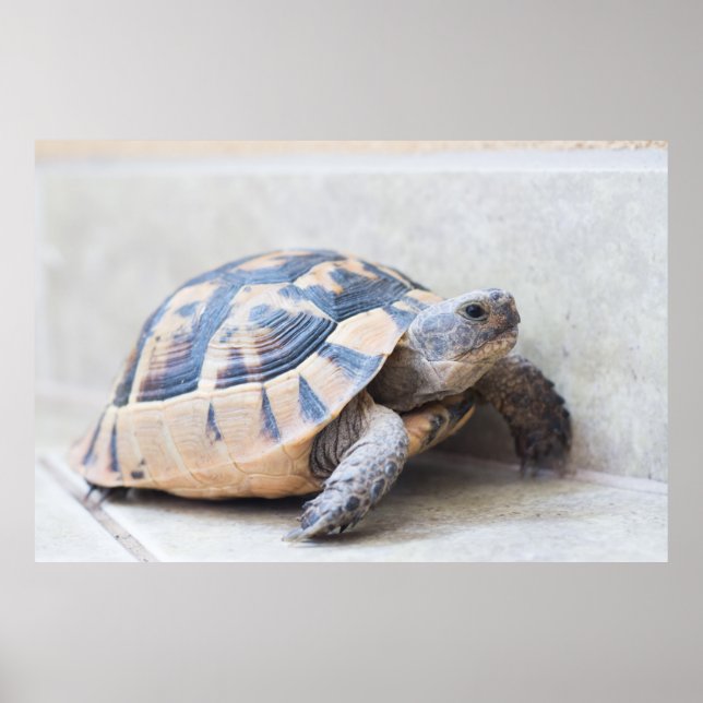 Affiche Tortue (Devant)