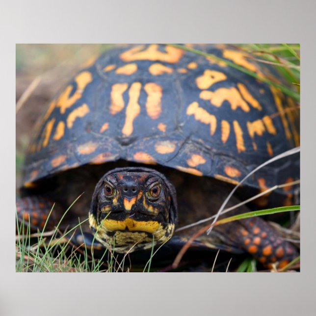 Affiche Tortue (Devant)