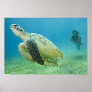Affiche Tortue