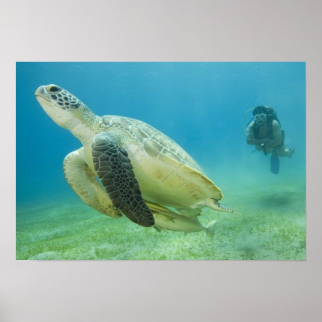 Affiche Tortue (Devant)
