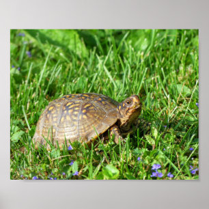 Affiche Tortue