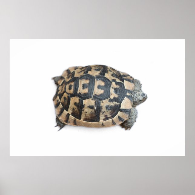Affiche Tortue (Devant)
