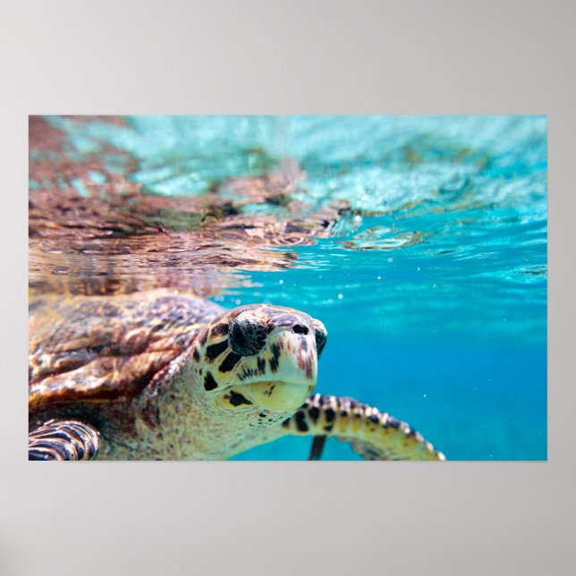 Affiche Tortue (Devant)