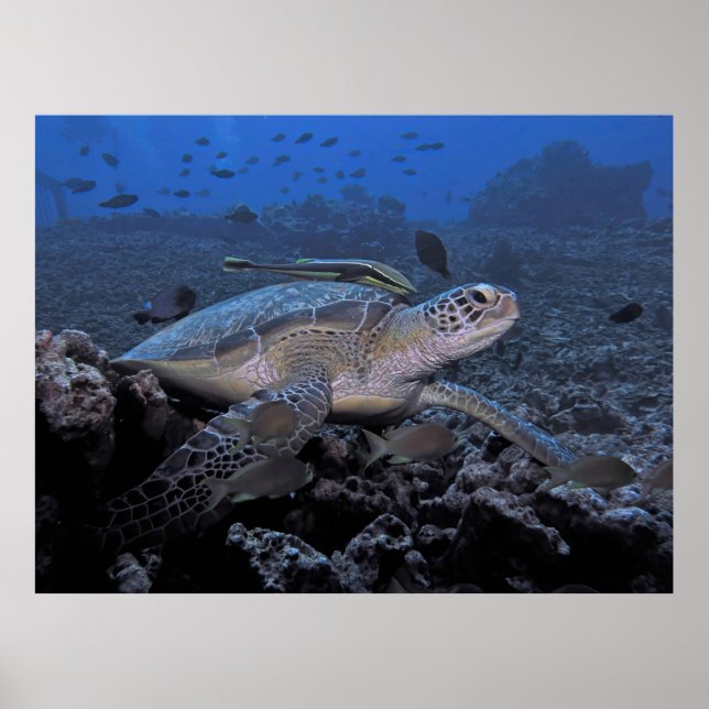 Affiche Tortue avec Hitchhiker (Devant)