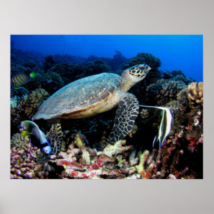 Affiche Tortue avec l'affiche de poissons
