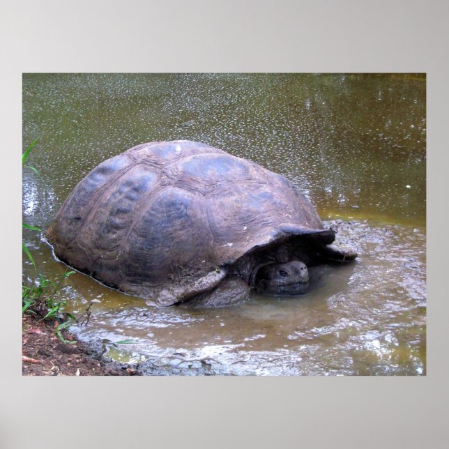 Affiche Tortue dans la boue (Devant)