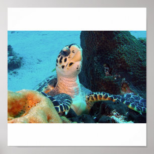Affiche Tortue de Hawksbill