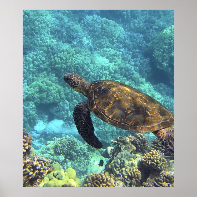 Affiche tortue de mer (Devant)