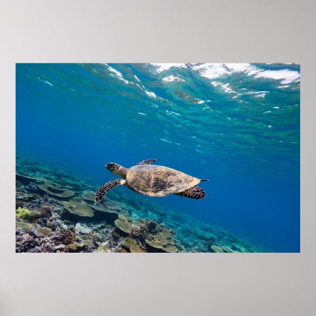 Affiche Tortue de mer (Devant)