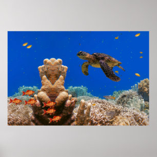 Affiche Tortue de mer