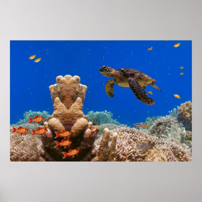 Affiche Tortue de mer (Devant)