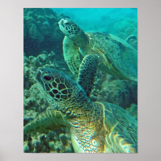 Affiche Tortue de mer d'Hawaii (Devant)