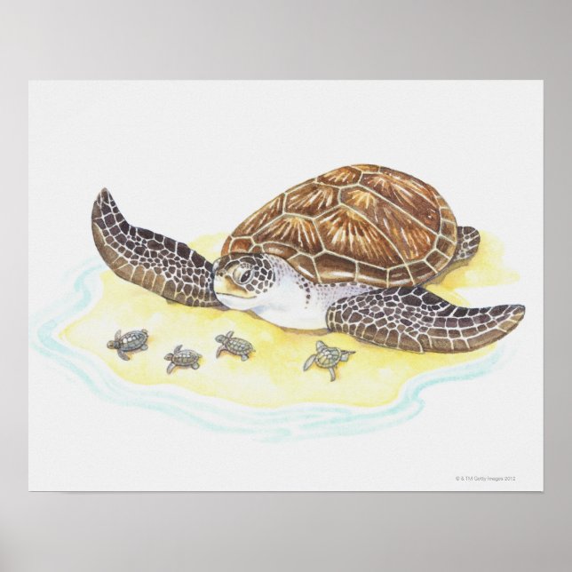 Affiche Tortue de mer et bébés (Devant)