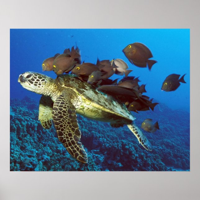 Affiche Tortue de mer et poisson imprimé (Devant)