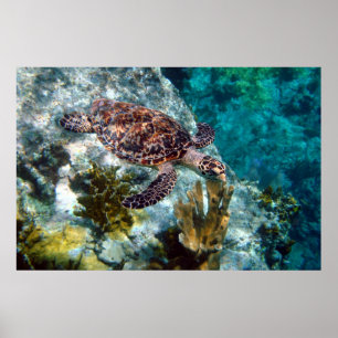 Affiche Tortue de mer Hawksbill, îles Vierges américaines