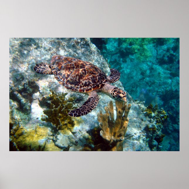 Affiche Tortue de mer Hawksbill, îles Vierges américaines (Devant)