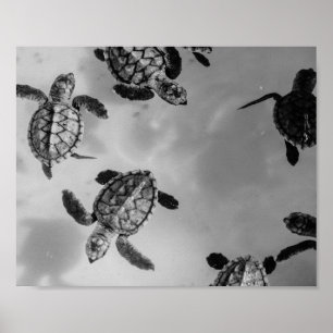 Affiche Tortue de mer noire et blanche Tropical Printable 