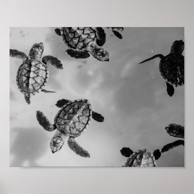 Affiche Tortue de mer noire et blanche Tropical Printable  (Devant)