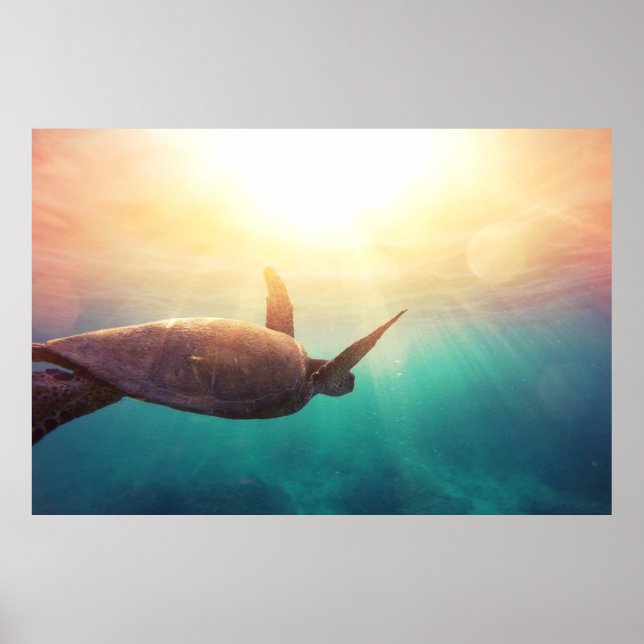 Affiche Tortue de mer - Photographie de la nature sous-mar (Devant)