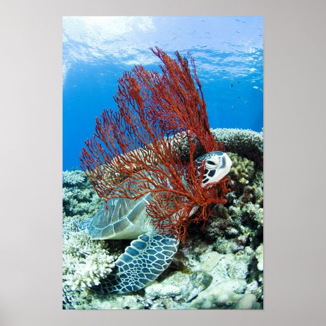 Affiche Tortue de mer reposant sous l'eau (Devant)